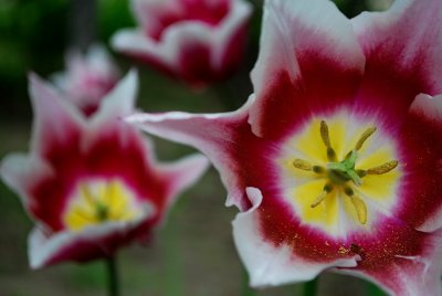 Shameless Tulips