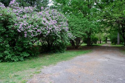 Lilac Festival