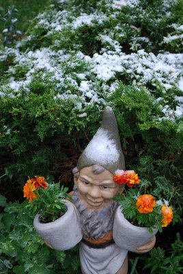 Frosty The Gnome Man