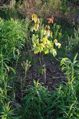 Planting Maples
