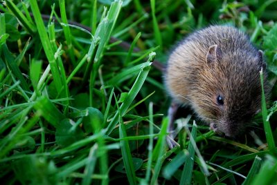 Timid As A Mouse