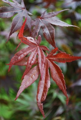 Bloodgood Japanese Maple leaves