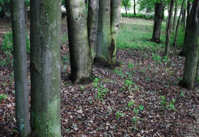 The Quiet Grove