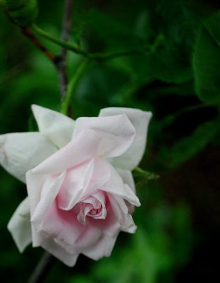 Forgotten Rose