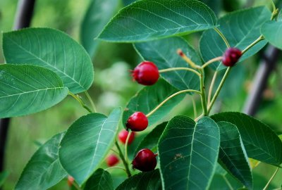 Serviceberry