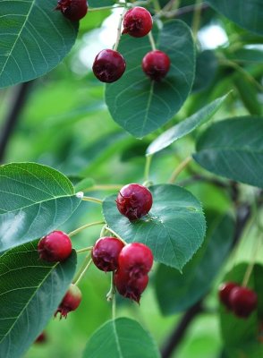 Serviceberries After Rain