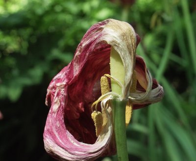 Dead tulip-detail_0479.jpg
