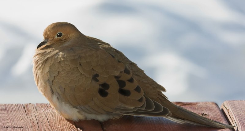 Tourterelle Triste / Mourning Dove 3
