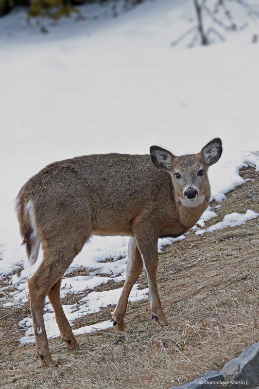 Cerf de Virginie / Whitetail Deer 2201