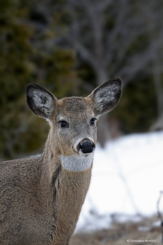 Cerf de Virginie / Whitetail Deer 2214