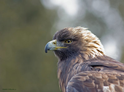 Aigle Royal / Golden Eagle