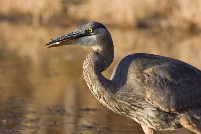 Grand Hron / Great Blue Heron 2