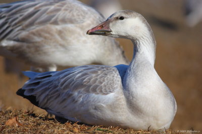 Oie blanche / Snow Goose 5