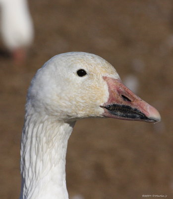 Oie blanche / Snow Goose 8