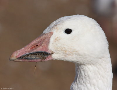 Oie blanche / Snow Goose 9