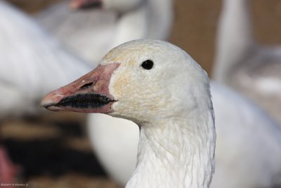 Oie blanche / Snow Goose 10