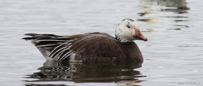 Oie bleu / Blue Goose