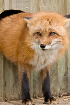 Renard roux / Red Fox