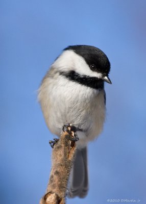 Msange  tte noire / Black-capped Chickadee