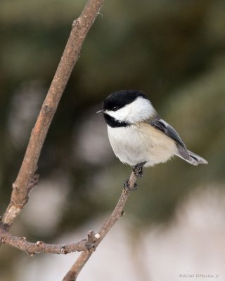 Mésange à tête noire / Black-capped Chickadee 4