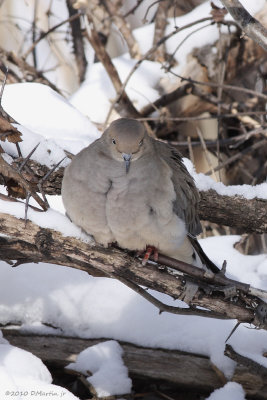Tourterelle triste / Mourning dove