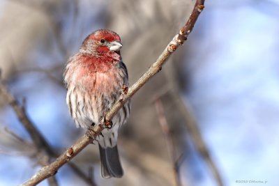 Roselin familier / House Finch