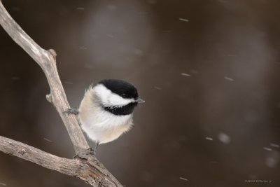 Mésange à tête noire / Black-capped Chickadee 3666