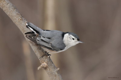 Sittelle à poitrine blanche / White-breasted Nuthatch 4294_4