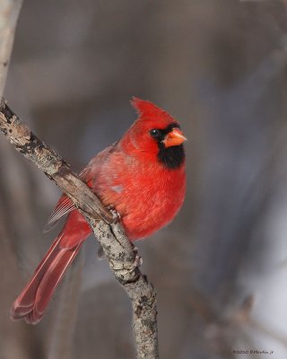 Cardinal Rouge / Northern Cardinal 4342