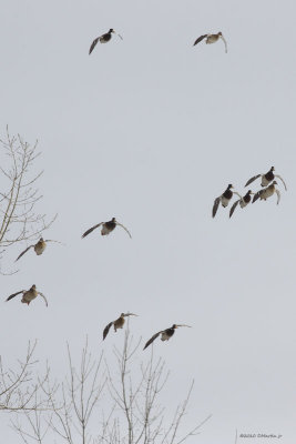 Colverts / Mallards