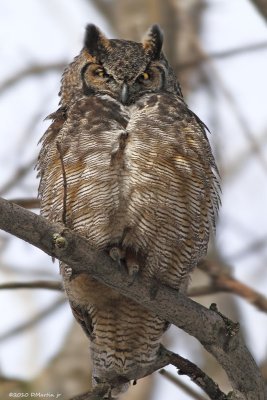 Grand Duc / Great Horned Owl 175