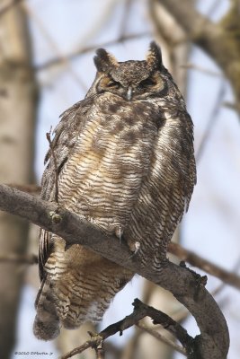 Grand Duc / Great Horned Owl 96