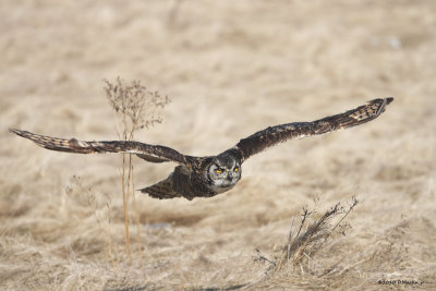 Grand Duc / Great Horned Owl 1062