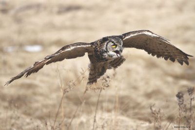 Grand Duc / Great Horned Owl 883