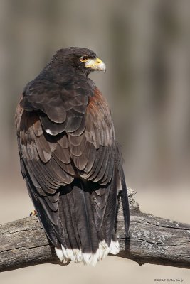 Buse de Harris / Harris Hawk 865