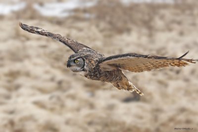 Grand Duc / Great Horned Owl 938