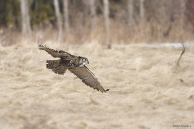 Grand Duc / Great Horned Owl 1047