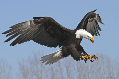 Pygargue à tête blanche / Bald Eagle 1516