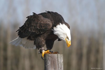 Pygargue à tête blanche / Bald Eagle 1589