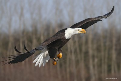 Pygargue à tête blanche / Bald Eagle 1675