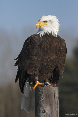 Pygargue à tête blanche / Bald Eagle 1689