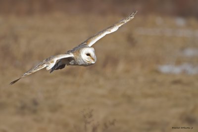 Effraie des Clochers / Barn Owl 1351_3
