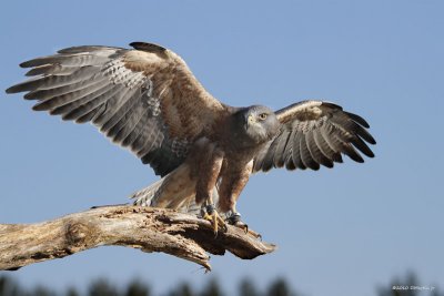 Buse de Swainson / Swainson's Hawk 1821