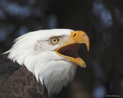 Pygargue à tête blanche / Bald Eagle 575