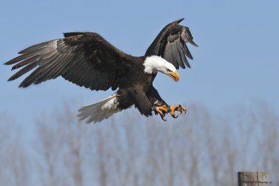 Pygargue à tête blanche / Bald Eagle 1516_1