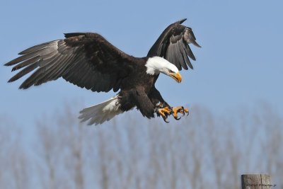 Pygargue  tte blanche / Bald Eagle 1516_1