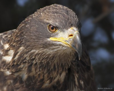 Pygargue à tête blanche / Bald Eagle 538