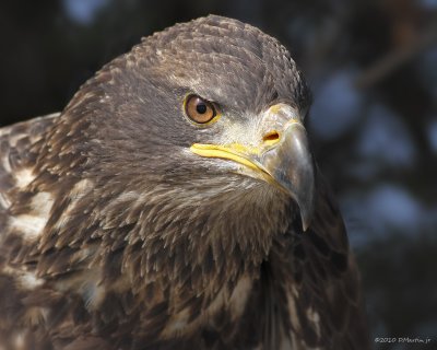 Pygargue  tte blanche / Bald Eagle 538