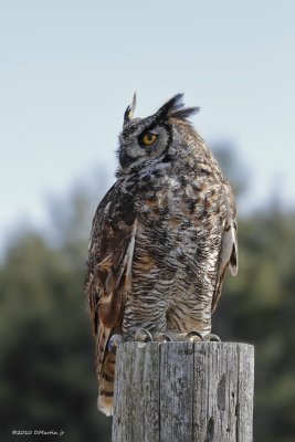Grand Duc / Great Horned Owl 1015