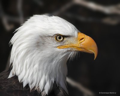 Pygargue à tête blanche / Bald Eagle 548